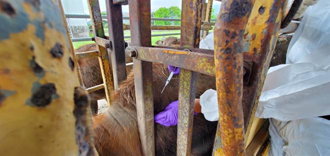 牛结节疫苗昨抵花莲后，花莲防疫所也派员先到花莲种畜繁殖场协助施打。（花莲县政府提供／罗亦晽花莲传真）