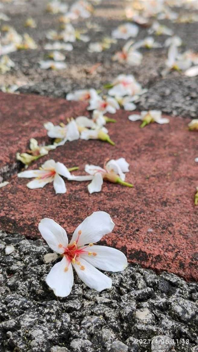 桐花盛开美景，掀起赏桐花热潮。（南投县府文化局提供／卢金足台中传真）