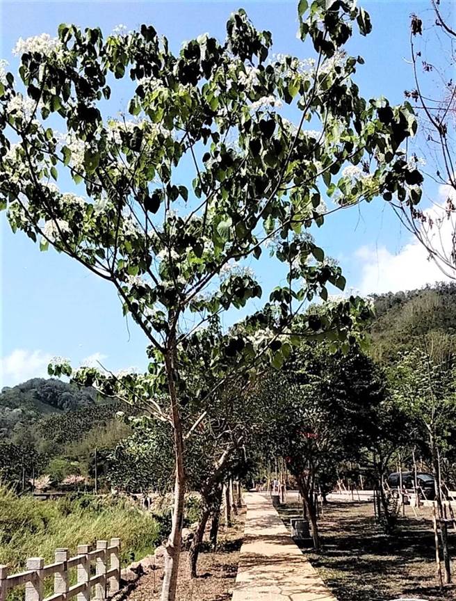 今年降雨量不彰，影响南投县内桐花花况，但鱼池乡五城村内与周边生态油桐花步道已见绽放。（卢金足摄）