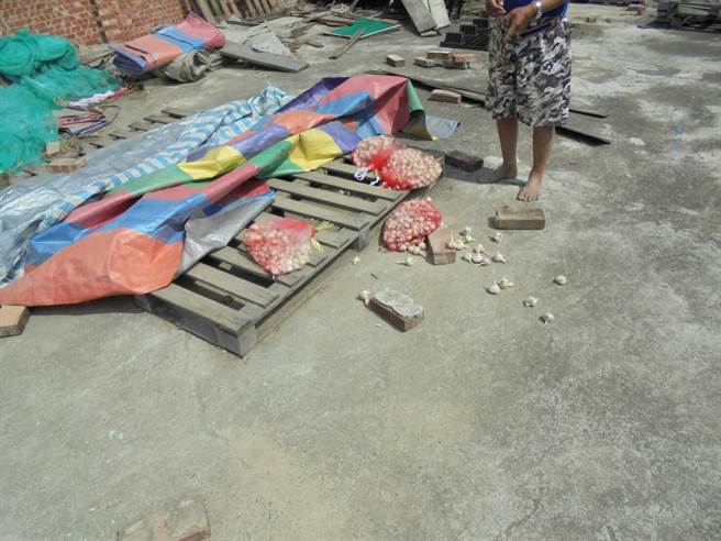 學甲、北門日前傳出多名蒜農蒜頭被竊。（讀者提供／劉秀芬台南傳真）