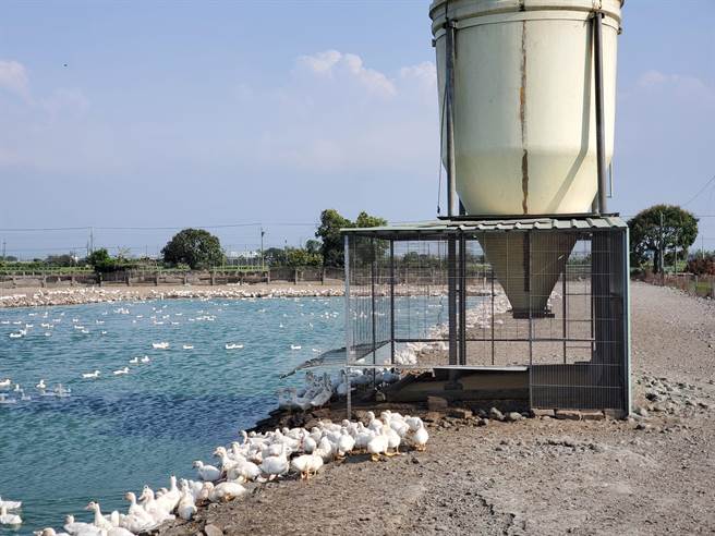 云林县大多数养鸭农都已在饲料桶设置防鸟闸门，就像为禽场戴口罩，预防带病毒的野鸟、鸟粪入侵。（周丽兰摄）　