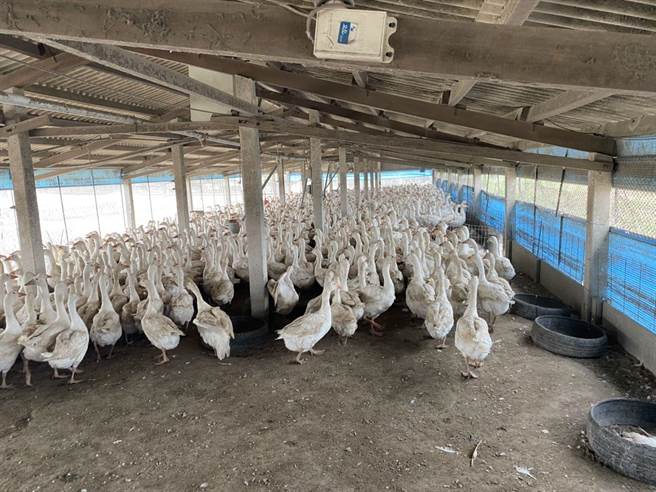 云林县东势乡一处种鹅场日前发生禽流感遭到清场扑杀。（云林县动植物防疫所提供）