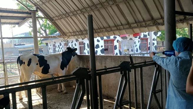 新北市本月发生台湾本岛首例牛结节疹疫情，全台养牛场拉警报，云林县防疫所漏夜领取疫苗，预计3天内达完9成盖率，图为本县兽医为牛施打牛结节疹疫苗。（云林县动植物防疫所提供）