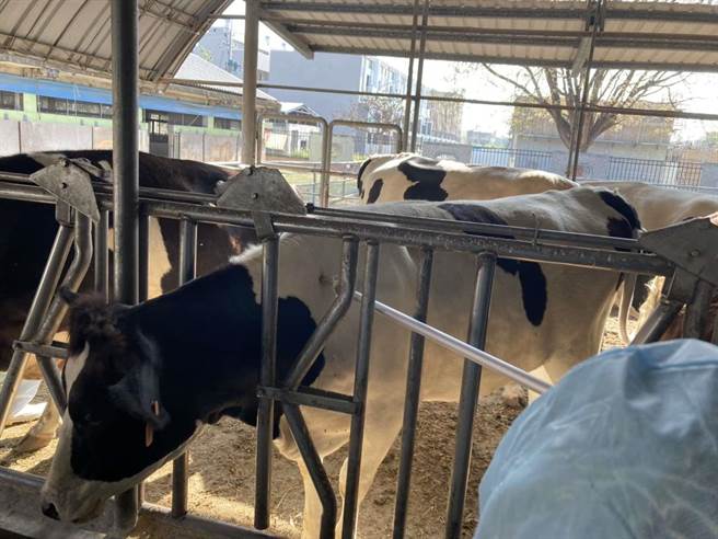 新北市本月发生台湾本岛首例牛结节疹疫情，全云林县兽医为牛施打牛结节疹疫苗。（云林县动植物防疫所提供）