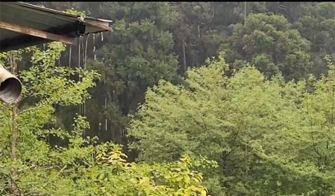 溪头天空飘来乌云，开始下起小雨，随后雨势变大。（陈先生提供／卢金足台中传真）