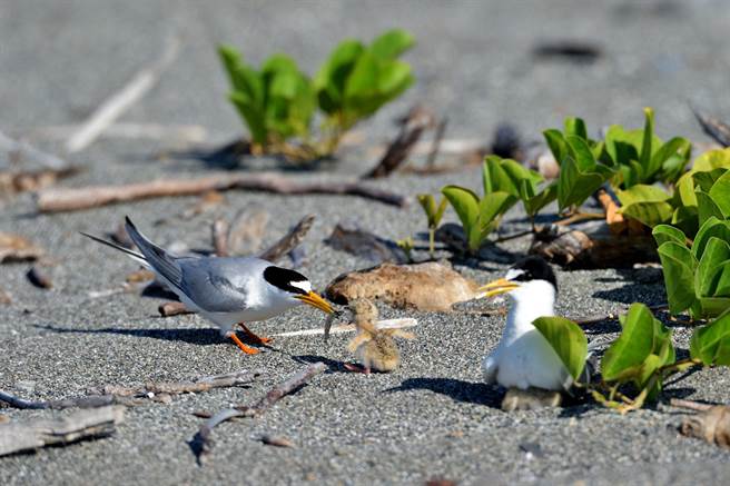 夏候鳥小燕鷗每年在台東出海口沙礫地上繁殖，環團呼籲一起守護鳥兒的育嬰地。（莊哲權攝）