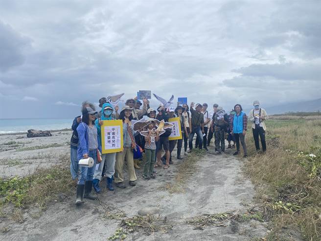 夏候鳥小燕鷗每年在台東出海口沙礫地上繁殖，環團呼籲一起守護鳥兒的育嬰地。（莊哲權攝）