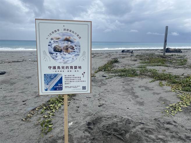 夏候鳥小燕鷗每年在台東出海口沙礫地上繁殖，環團呼籲一起守護鳥兒的育嬰地。（莊哲權攝）