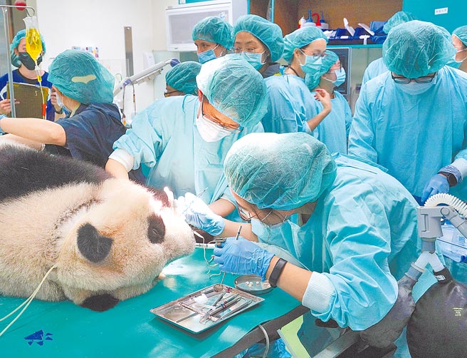 大貓熊「圓仔」因牙冠斷裂，動物園醫療團隊19日緊急展開麻醉作業，為圓仔治療斷牙與健康檢查。（台北市政府提供／黃婉婷台北傳真）