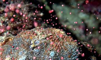 墾丁珊瑚產卵大戲將登場 海生館直播分享