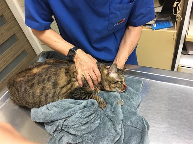 網友發文，指朋友的寵物貓在陽台曬太陽，竟遭歹徒開2槍， 頭部中彈緊急送醫。（照片來源：臉書社團《貓咪也瘋狂俱樂部》）