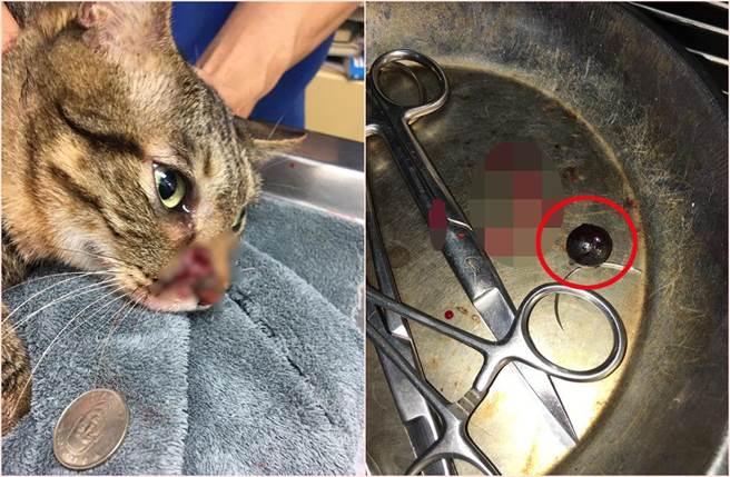 從貓咪頭部取出的子彈尺寸相當驚人，有網友推測是17mm塑鋼鎮暴彈。（照片來源：臉書社團《貓咪也瘋狂俱樂部》）