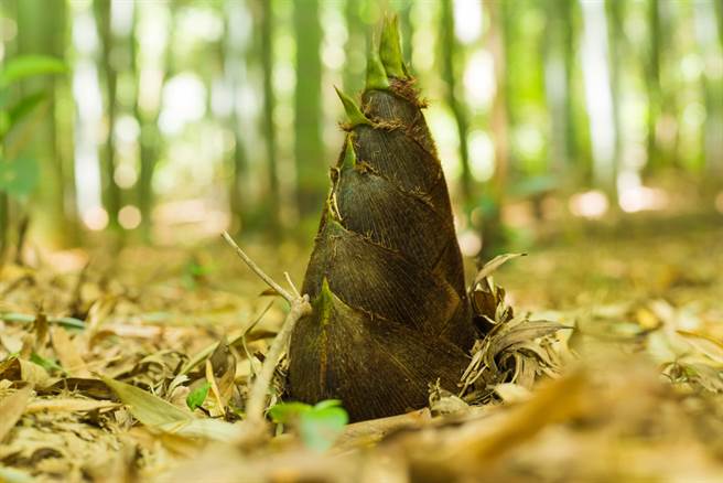 湖南一所小学的教师宿舍，出现竹笋衝破水泥地板，直逼天花板的奇景。（示意图／达志影像）