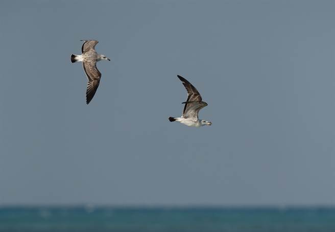 日本网友目击一只海鸥飞行途中偷懒，骑到同伴的背上爽搭顺风车。(示意图/达志影像)