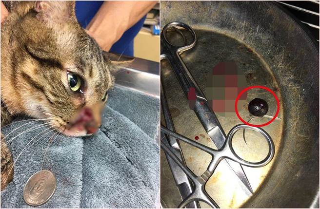 寵物貓在陽台曬太陽，竟遭歹徒開2槍，頭部中彈緊急送醫(圖片取自/《貓咪也瘋狂俱樂部》FB)