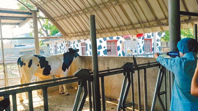 新北市本月发生台湾本岛首例牛结节疹疫情，全台养牛场拉警报，云林县防疫所漏夜领取疫苗，预计3天内达完9成覆盖率，图为云林县兽医为牛施打牛结节疹疫苗。（云林县动植物防疫所提供／周丽兰云林传真）