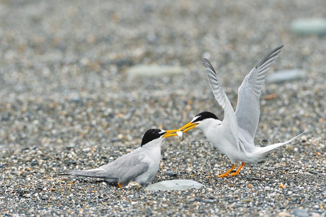 小燕鷗每年在台東出海口沙礫地上繁殖，環團呼籲一起守護鳥兒的育嬰地。（莊哲權攝）
