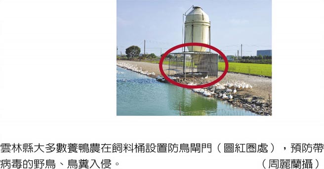 云林县大多数养鸭农在饲料桶设置防鸟闸门（图红圈处），预防带病毒的野鸟、鸟粪入侵。（周丽兰摄）