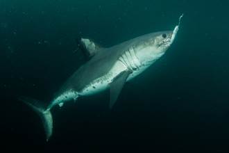 釣客激戰神秘大魚1小時 奮力拉起驚見3公尺巨鯊