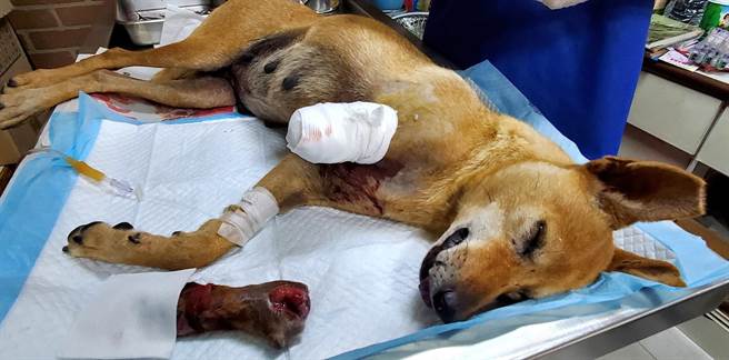 台湾动物紧急救援小组将受伤的浪浪送医。（台湾动物紧急救援小组提供／林瑞益高雄传真）