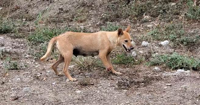 在六龟的小黄狗遭捕兽夹断脚掌，行动不便。（台湾动物紧急救援小组提供／林瑞益高雄传真）