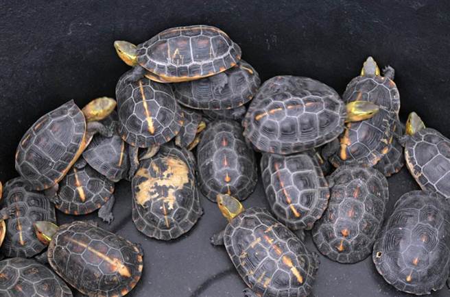 食蛇龟因价格不斐，遭人盗猎，一度面临濒危。（资料照）