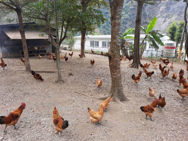 考量原鄉地理環境及氣候差異，畜試所特別挑選環境適應力極佳的畜試土雞高畜9號，該品系雞隻生長與環境適應性大受原鄉族人肯定。（畜試所提供）