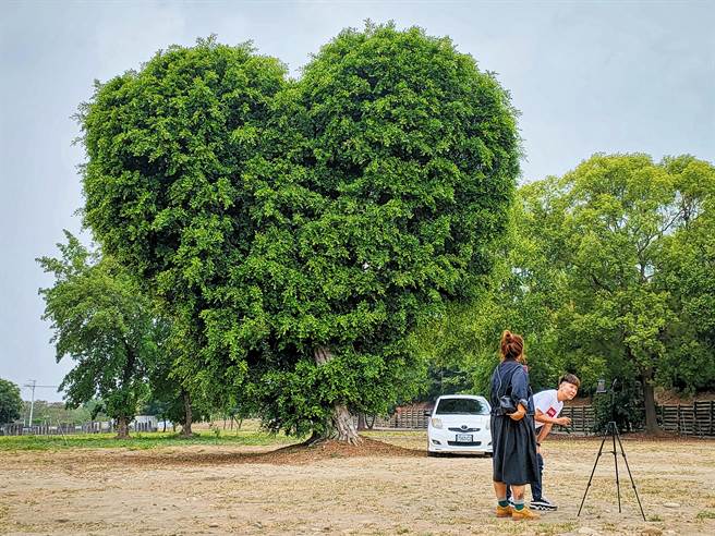 彰化大叶大学门口西侧停车场，有一棵巨大爱心树，近来吸引许多网美朝圣，超过3层楼高的巨大爱心，民眾站在树旁拍照显得相当娇小。(吴建辉摄)