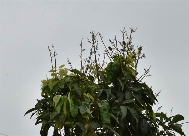 久旱不雨，导致旗山的荔枝发生花开却未结果的情形。农民评估，产量恐下滑至1成（林瑞益摄）
