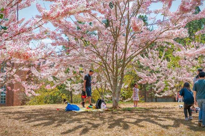 国立暨南大学花旗木盛开，吸引赏花人潮。（暨南大学提供／廖志晃南投传真）