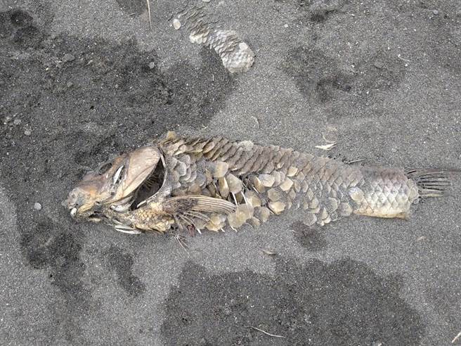 鱼类全都翻肚搁浅，被晒成鱼乾，让民眾相当痛心。(图翻摄自二崙人(讚)出来)