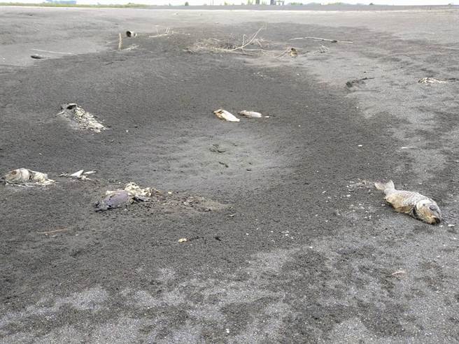 因为缺水关系，许多鱼类搁浅在乾涸的溪床上被晒成鱼乾。(图翻摄自二崙人(讚)出来)