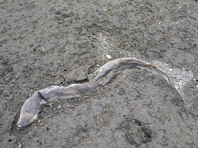 民眾拍下疑似是鲈鳗搁浅的画面，让不少网友看了感到相当吃惊。(图翻摄自二崙人(讚)出来)