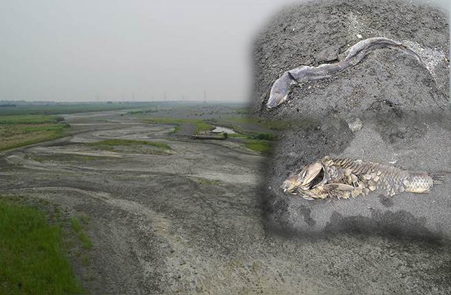 民眾拍下浊水溪乾涸的照片，更说出现罕见断流，更有不少鱼类搁浅在乾涸的溪床上被晒成鱼乾，震撼画面让民眾看了好忧心。(图翻摄自二崙人(讚)出来/合成图)