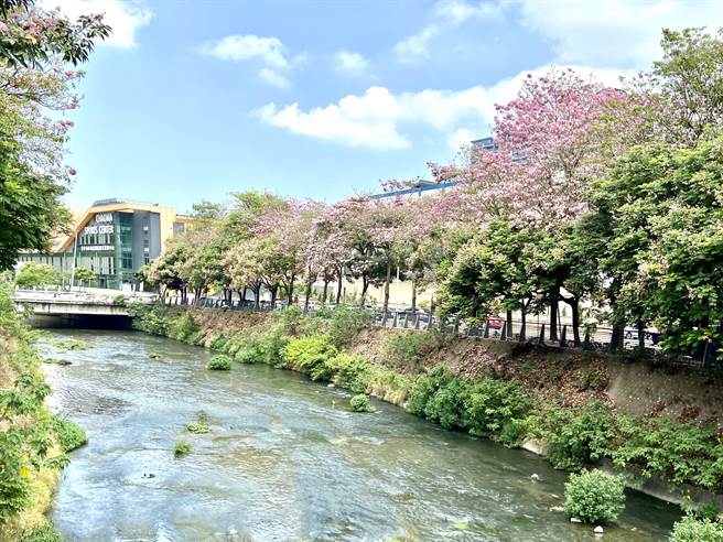 台中市西屯区潮洋溪畔，洋红风铃木盛开，吸引很多民眾来拍照赏花。（卢金足摄）