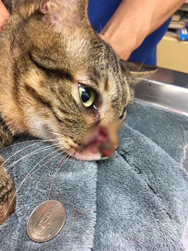 饲主将爱猫送往医院救治。（摘自脸书社团猫咪也疯狂俱乐）