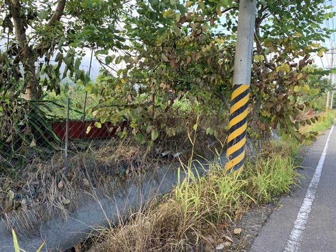 喷洒除草剂后，周围的杂草呈现枯黄状态，进而影响生态。（花莲县环保局提供／罗亦晽花莲传真）