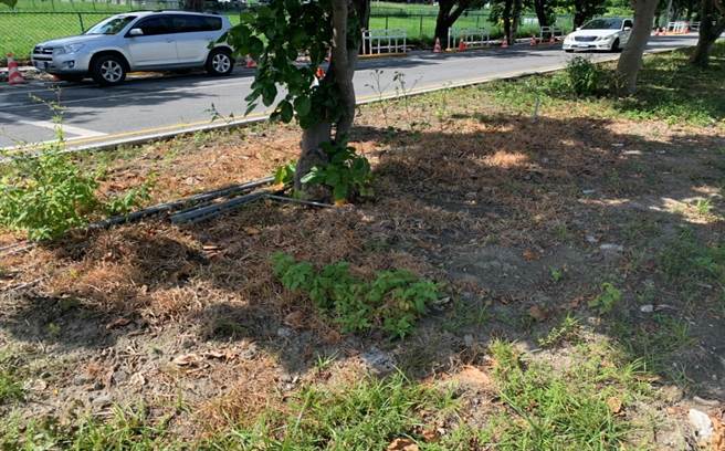 花莲市美崙田径场前的分隔岛被喷洒除草剂，导致杂草枯黄，恐危害环境及人体健康。（花莲县环保局提供／罗亦晽花莲传真）