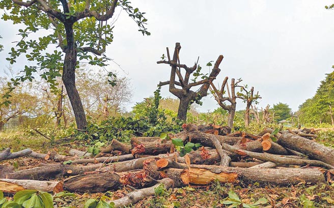 「屏东县健康产业园区」现正进行整地等前置作业，有民眾发现园区内树木遭大量砍伐、剃头，气得直呼「根本是树木坟场」。（潘建志摄）