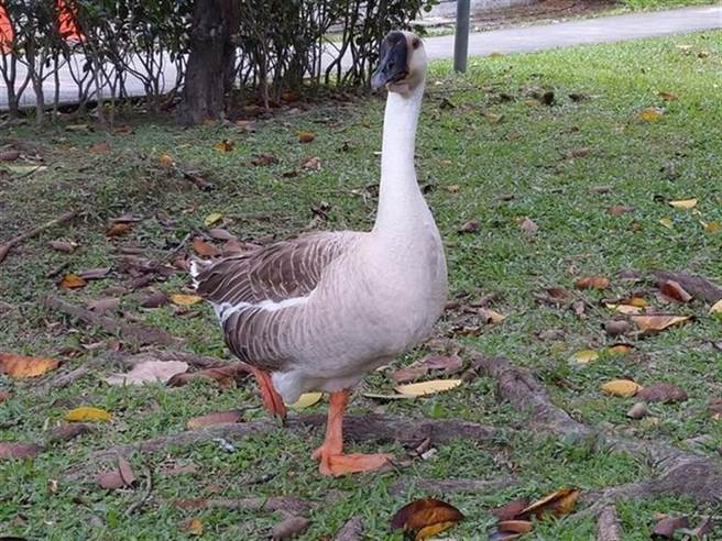 台大醉月湖公鹅惨遭毒手，台大学生贴出牠的可爱身影。（翻摄脸书社团《NTU台大学生交流板》）