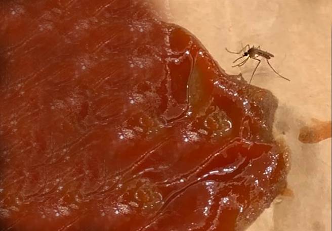 蚊子餓歪狂吸番茄醬，疑是將紅色的番茄醬誤認成血液，讓1.2萬名網友全笑翻。（圖／翻攝自路上觀察學院）