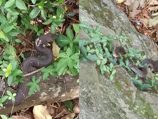 新竹市十八尖山近年來經常被民眾目擊有多條眼鏡蛇竄行山區，使得人心惶惶；有民眾昨（26）日就目擊1條眼鏡蛇在路邊岩石上爬行。（圖／翻攝自臉書「新竹大小事」）