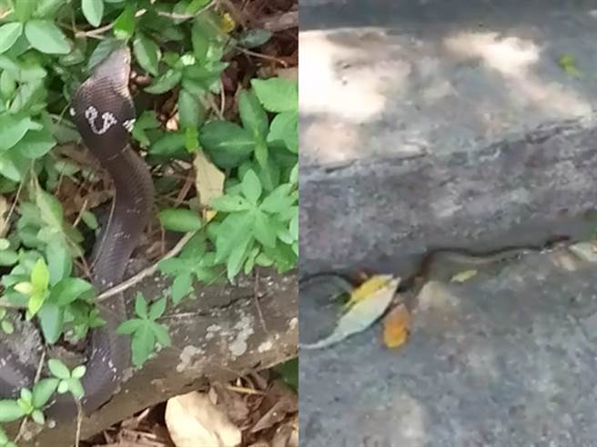 新竹市十八尖山近年來經常被民眾目擊有多條眼鏡蛇竄行山區，使得人心惶惶；有民眾昨（26）日就目擊1條眼鏡蛇在路邊岩石上爬行。（圖／翻攝自臉書「新竹大小事」）