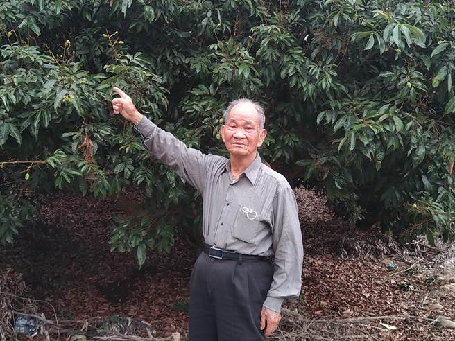 大树区果树产销班第8班班长刘武利说，他种植约3公顷面积的荔枝园，今年受到乾旱影响，荔枝落果约3成，1公顷就损失近50万元，农民靠天吃饭叫苦连天，希望政府能够农损补助，降低损失。（林雅惠摄）