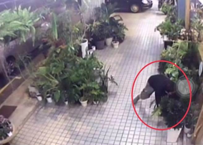 吕姓男子涉嫌窃走苗栗市1家咖啡店前骑楼名贵盆栽，过程都被监视器清楚拍下。（苗栗警分局提供／谢明俊苗栗传真）