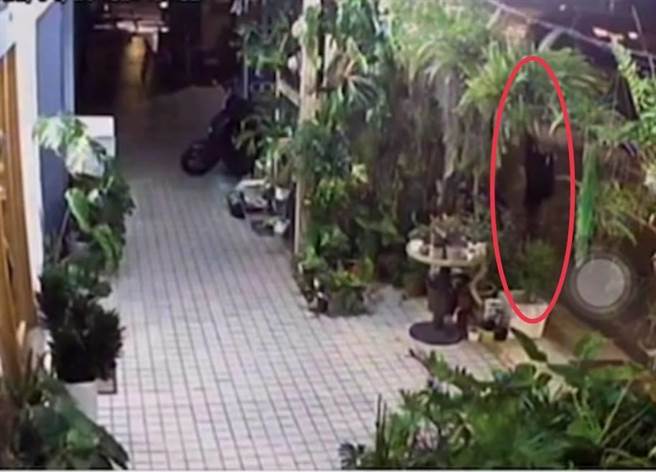 吕姓男子涉嫌窃走苗栗市1家咖啡店前骑楼名贵盆栽，过程都被监视器清楚拍下。（苗栗警分局提供／谢明俊苗栗传真）