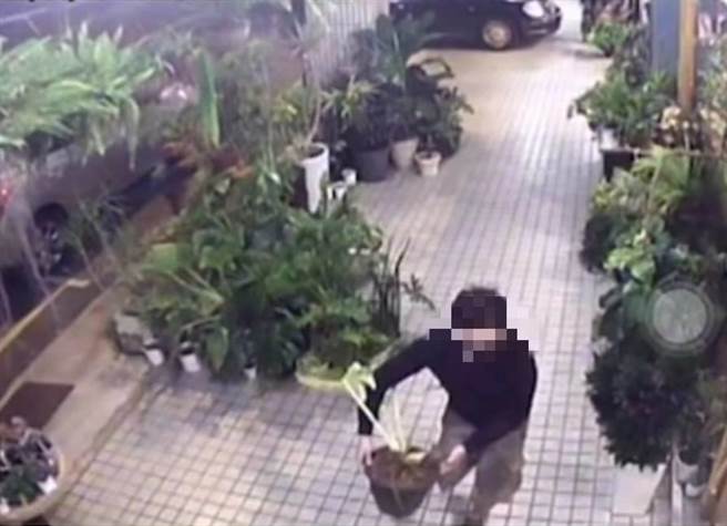 吕姓男子涉嫌窃走苗栗市1家咖啡店前骑楼名贵盆栽，过程都被监视器清楚拍下。（苗栗警分局提供／谢明俊苗栗传真）