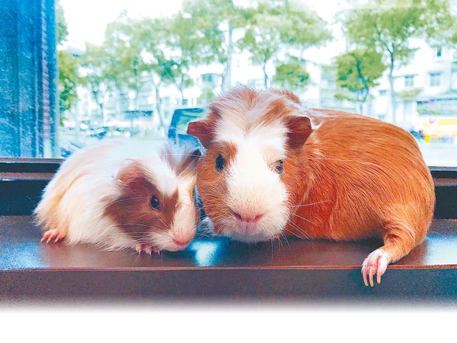 有民眾在國家發展委員會的「公共政策網路參與平台」提議「開放天竺鼠可以被帶上台鐵與高鐵」。（本報資料照片）