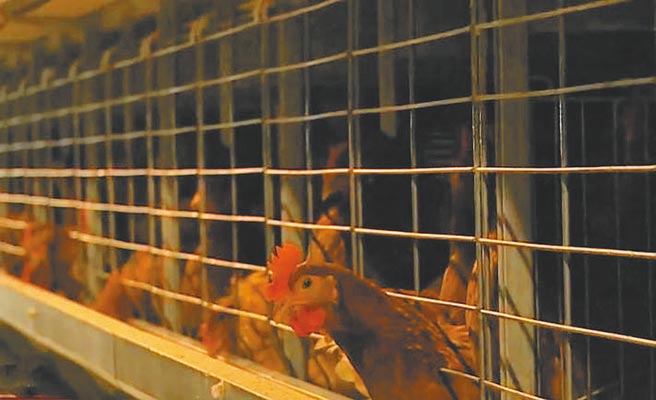 台北市长柯文哲提出双北市合建家禽批发市场计画，因两市的市场营运模式难以整合使政策宣布暂缓。（本报资料照片）