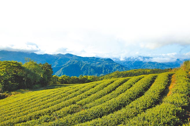 今年春雨下不来，农民制茶时间更充裕，新北市三峡、坪林等地茶叶品质反而更佳。（新北市农业局提供／蔡雯如新北传真）